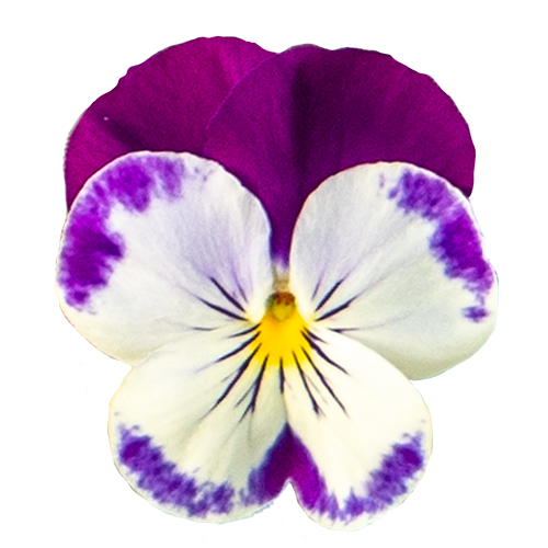 ai✴︎あい■ ホリー ウィロー ファイブフラワー ゲンチアン Viola wittrockiana F₁ Highflyer™ Yellow Purple Wing | Benary